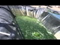 Algae: The Future of Biodiesel