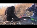 Kanzi, le bonobo qui sait faire du feu!..