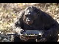 Kanzi The Bonobo Makes A Campfire