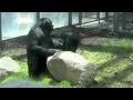 Bonobo Hope Teco and Kanzi.m4v