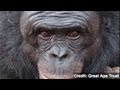 Kanzi the Bonobo Makes and Uses Stone Tools