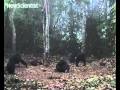 Chimps carry corpses