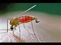 MALARIA O PALUDISMO