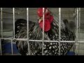 A Young Farmer Raises Heritage Poultry | Farm Raised With P. Allen Smith