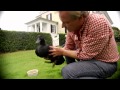 Black Cayuga Ducks | Farm Raised With P. Allen Smith