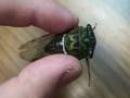 Buzzing Cicada