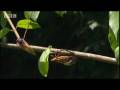 Amazing Cicada life cycle - Sir David Attenborough's Life in the Undergrowth - BBC wildlife