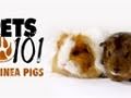 Pets 101- Guinea Pigs