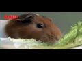 Honey Badger Narrates: The Joy of Guinea Pigs