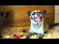 Feeding the Asian Palm Civets