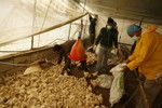 File - The Ministry of Agriculture called in thousands of chicks in poultry farms for fear of transmission of "bird flu" in Deir al-Balah, which had been smuggled in through border tunnels between Egypt and Gaza on February 05, 2013.