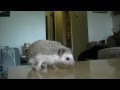 African Pygmy Hedgehog Care Introduction