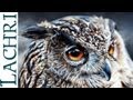 Time Lapse  Eagle Owl oil over acrylic photorealistic 