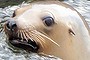 While our trip to the SubAntarctic region was disappointing in that we were unable to walk into Mawson?s Hut, the good weather meant that we were able to walk on normally inaccessible islands.  Wild life are unafraid of visitors and this sea lion in Carnley Harbour (Auckland Island) was particularly curious circling our Zodiac the entire time we were in the bay. 
Kaye Marion