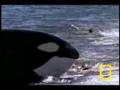 Killer Whale vs. Sea Lions