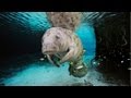 National Geographic Live! - The Mermaid Myth