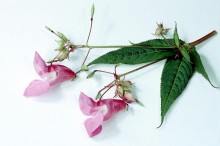 
Ein blühender Zweig des Indischen Springkrauts (Impatiens glandulifera)
