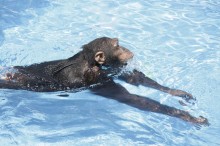 
Schimpanse Cooper beim Schwimmen im Pool
