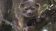 Der Olinguito sieht aus wie eine Mischung aus Teddybär und Miezekatze und lebt gerne auf Bäumen