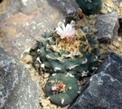 Lophophora williamsii with small, red fruit - Peyote cactus