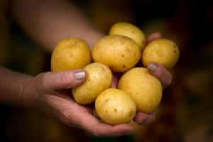 
Erst kalt und nass, dann heiß und trocken: Für Kartoffeln ist dieses Jahr kein gutes. Manchen Landwirten droht ein Ernteverlust von bis zu 50 Prozent
