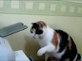 Mad Cat Attacks Fax Machine!!