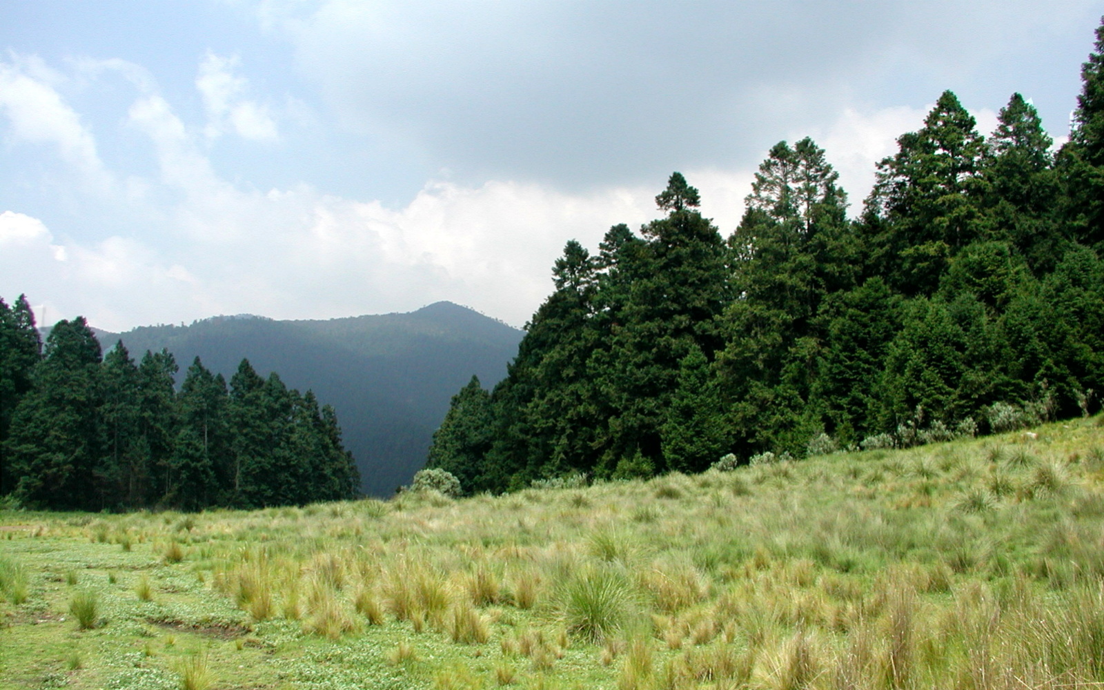 Field-pines-mountain.jpg