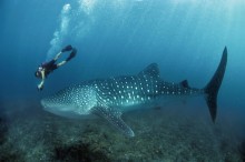 Whale Shark (Rhincodon typus) being filmed by divers, West Australia, Ningaloo Reef - Indian Ocean. , Collection: The Image Bank