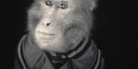 Primate Glamour Shots From Japan’s Traditional Monkey Theaters