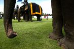 Thailand hosts elephant polo King’s Cup