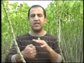 Pakistan Jatropha Bio Fuels 02.FLV