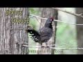 Spruce Grouse