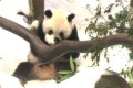 Im Zoo von San Diego gab es für die Pandabären im heißen Sommer eine willkommene Abkühlung