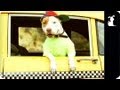 Fresh Prince of Bel Air - Fresh Pup of Bel Air - Parody