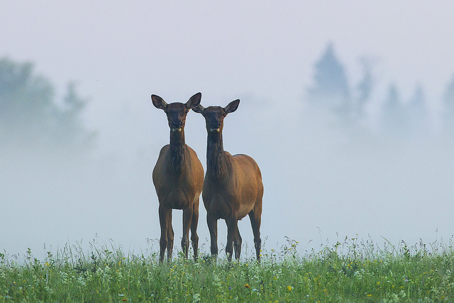 Morning Mist