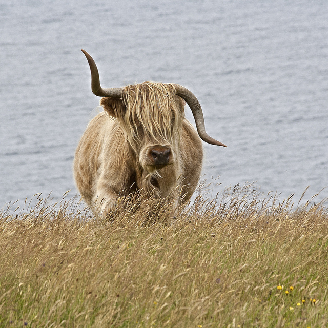 Vaca escocesa