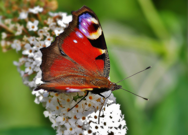 Butterflies in my garden. Peacock "Explore"