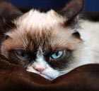 Grumpy Cat