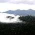 Indonesia looks to save rainforest