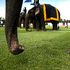 Thailand hosts elephant polo King’s Cup