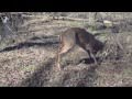 Men wrestle 8 point deer to save its life (buck)