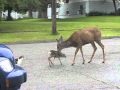 Cranbrook Deer