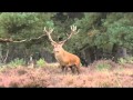 King of the Woods, Red Deer, Veluwe