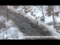 2 Coyotes vs 1 Deer Filmed In West Gloucester By Shawn Henry