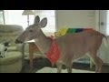 Family Fights to Keep Pet Deer: Michigan Law Prohibits Wild Animals in Homes