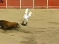 Guy Jumps Over a Bull