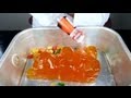 World Largest Russian Gummy Bear Shots!