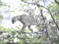 Yosemite Mountain Lion vs. Coyote