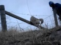 Coyote Caught on a Fence