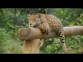 BBC Natural World Jaguars Born Free Natural World Special full documentary 2013